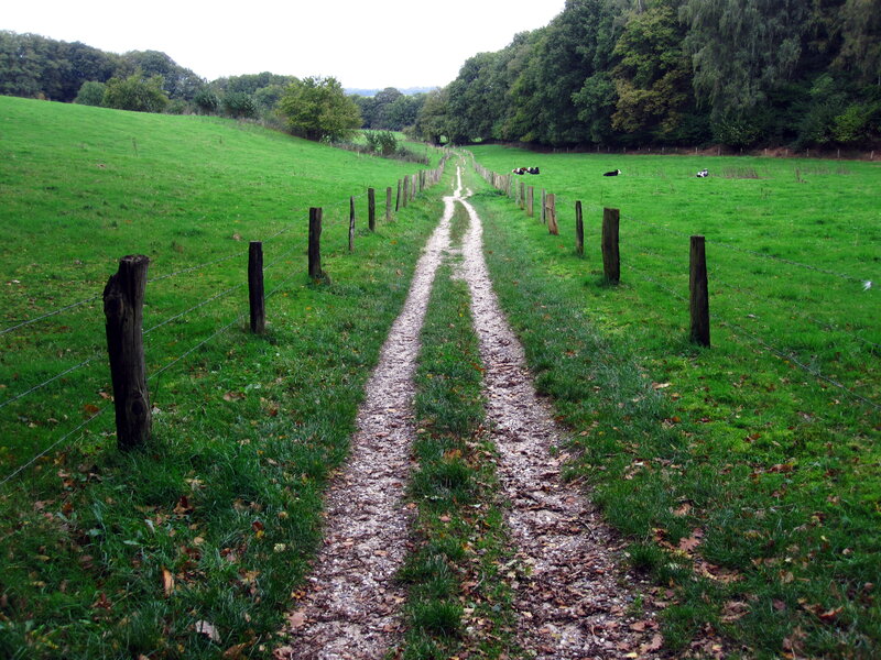 Gravel Path in Field — Green, Serene