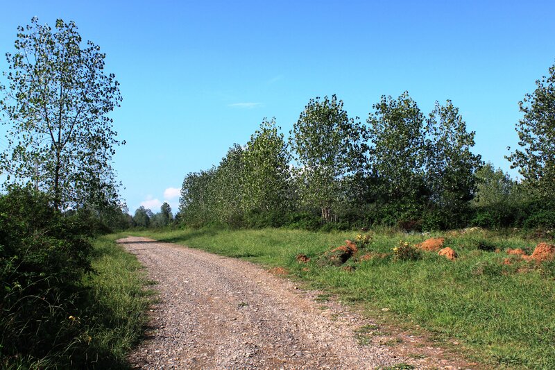 Gravel Path in Field