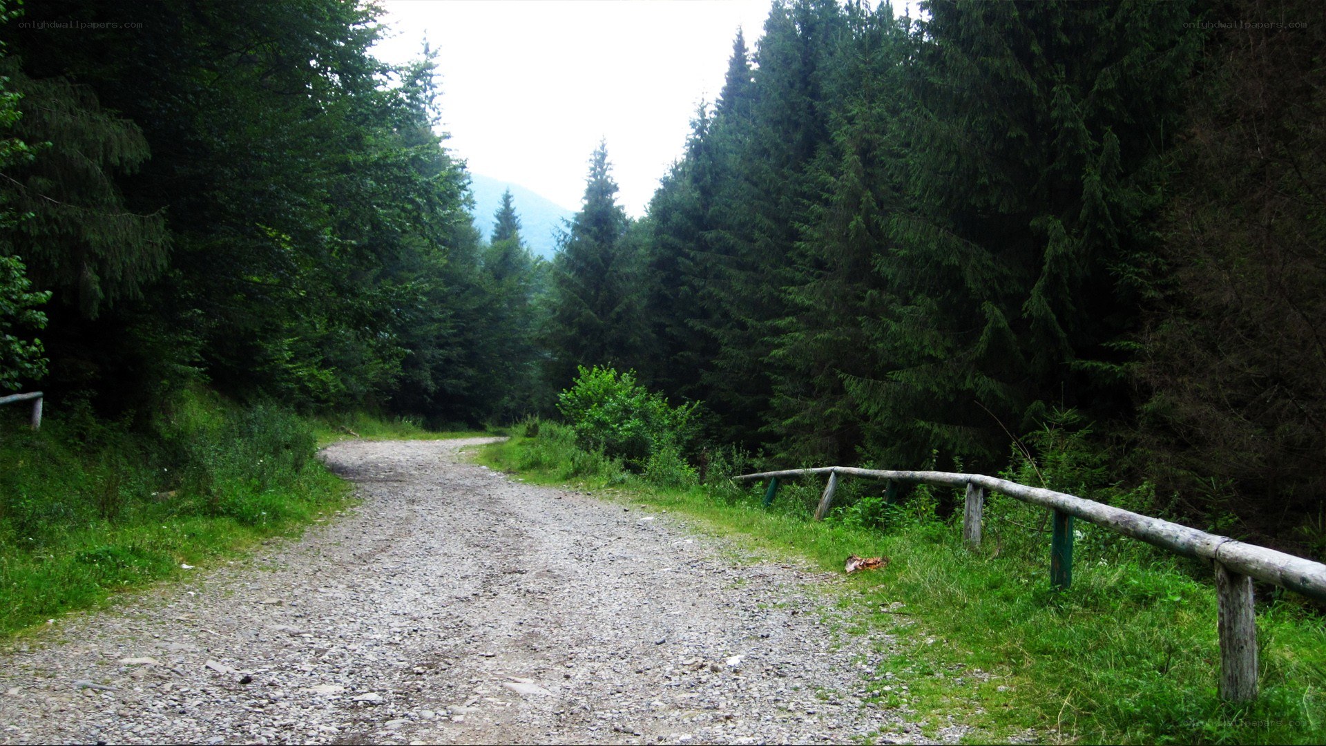 Gravel path in forest