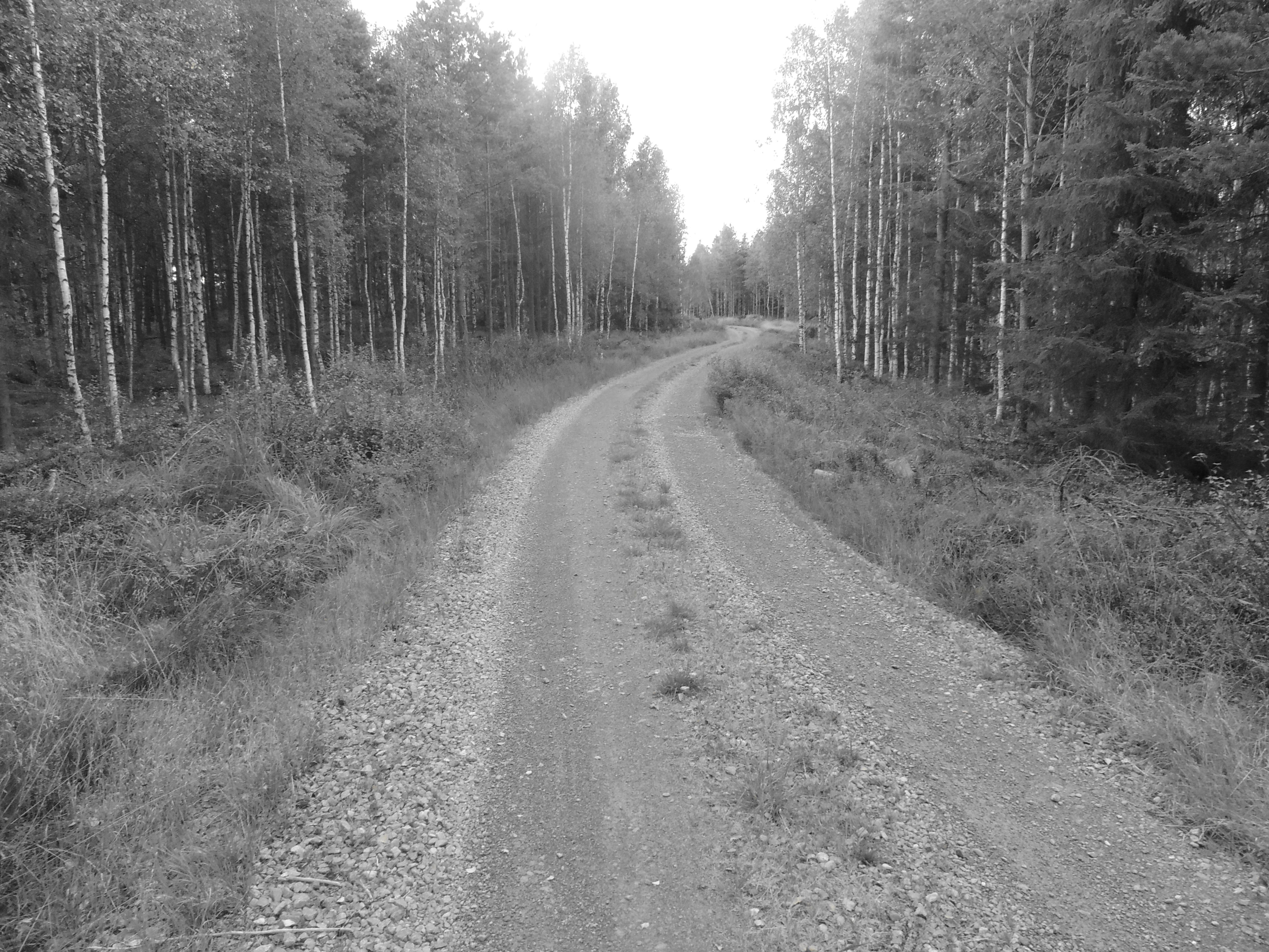 gravel path in forest