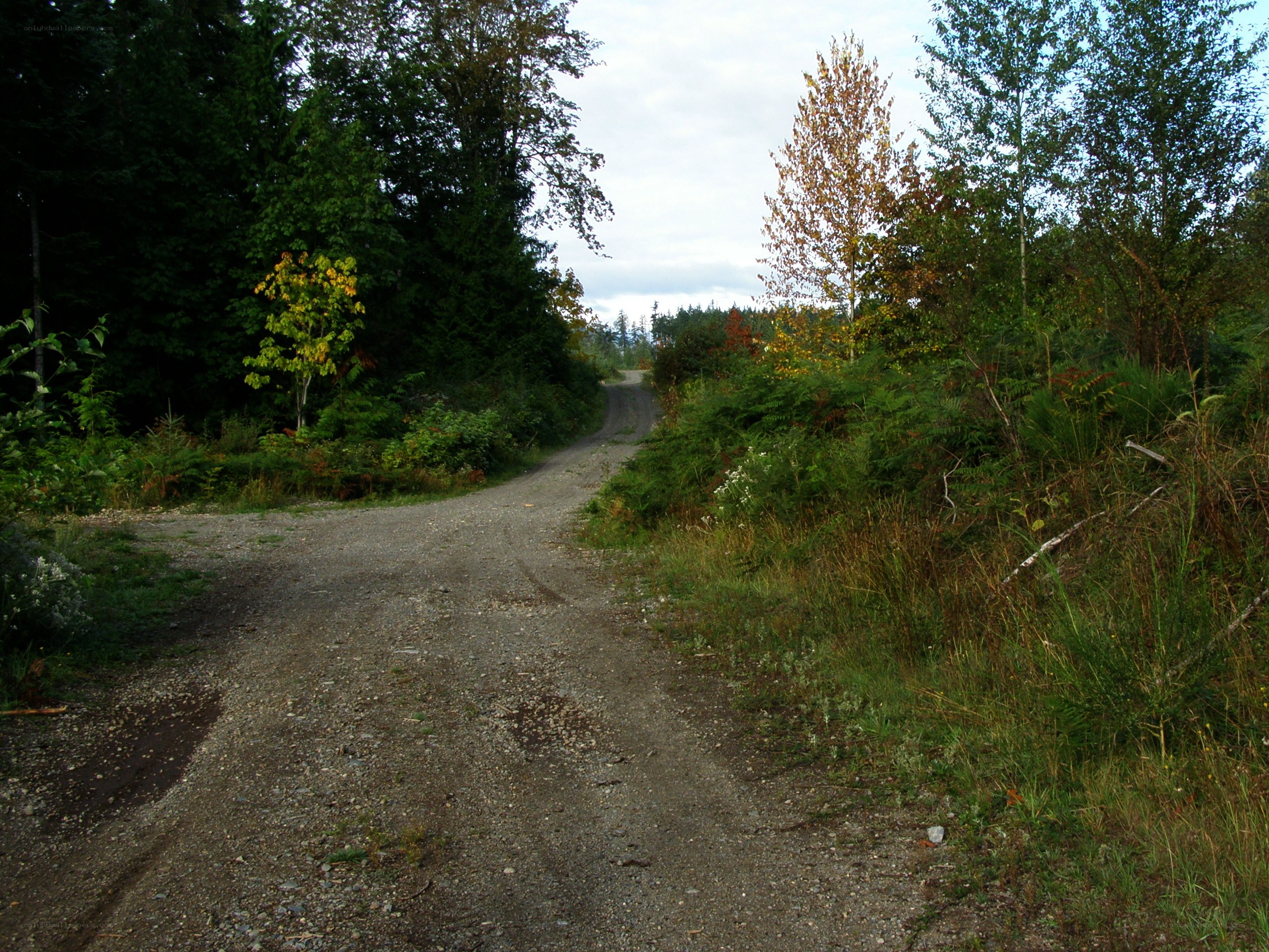 Gravel path in forest