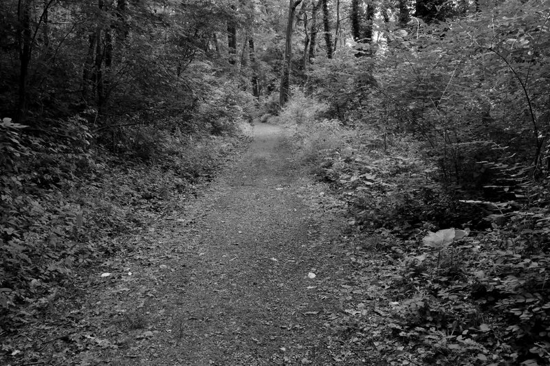 Gravel Path in Forest — Black