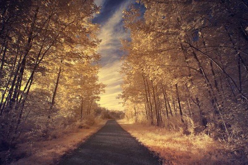 Gravel Path in Forest — Gold