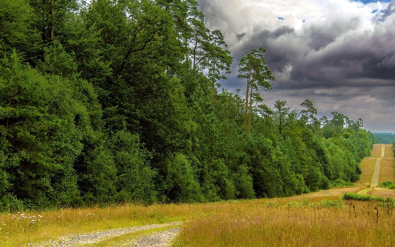 Gravel Path in Forest — Green, Dramatic, Afternoon