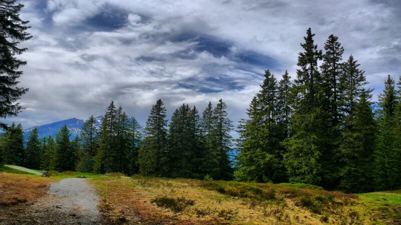 Gravel Path in Forest — Green, Dramatic