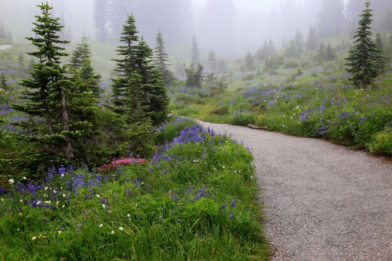 Gravel Path in Forest — Green, Misty, Morning, Photograph