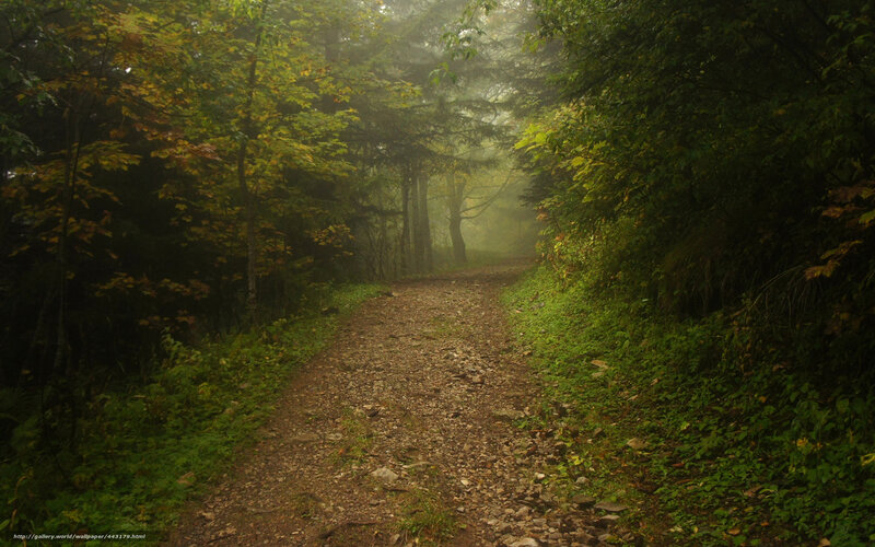 Gravel Path in Forest — Green, Misty, Morning