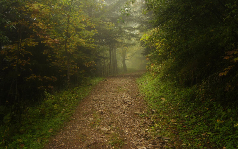 Gravel Path in Forest — Green, Misty