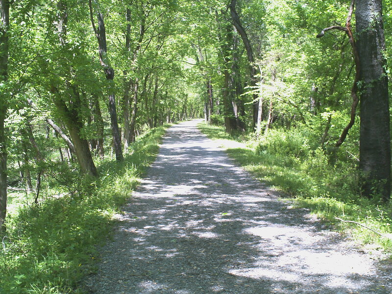 Gravel Path in Forest — Green, Serene, Afternoon, Photograph
