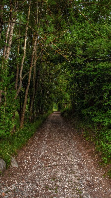 Gravel Path in Forest — Green, Serene, Afternoon, Photograph, Trees, Foliage