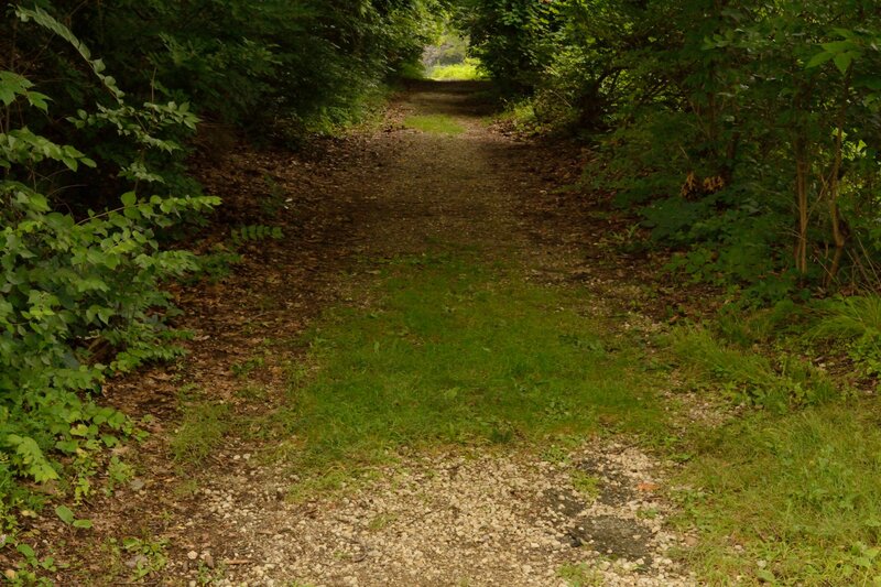Gravel Path in Forest — Green, Serene, Afternoon, Photograph, Trees, Grass, Leaves