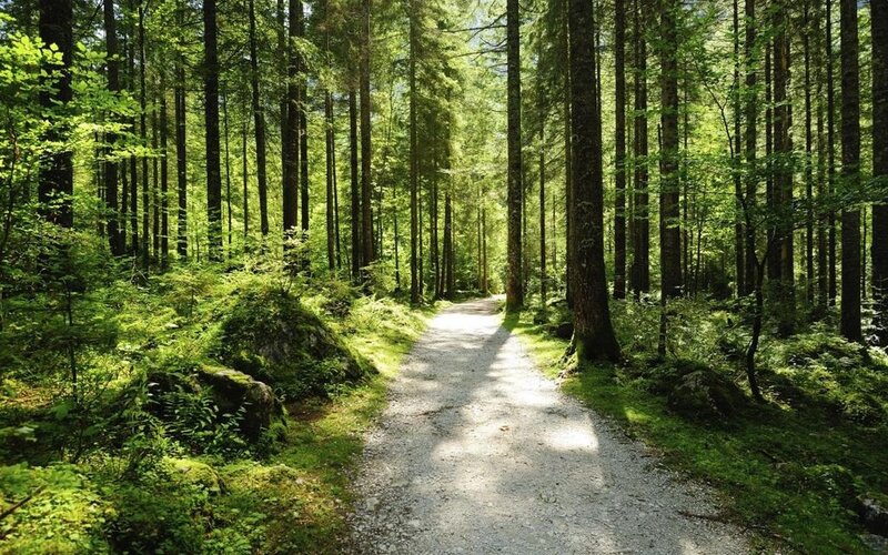 Gravel Path in Forest — Green, Serene, Afternoon, Photograph, Trees, Grass, Rocks