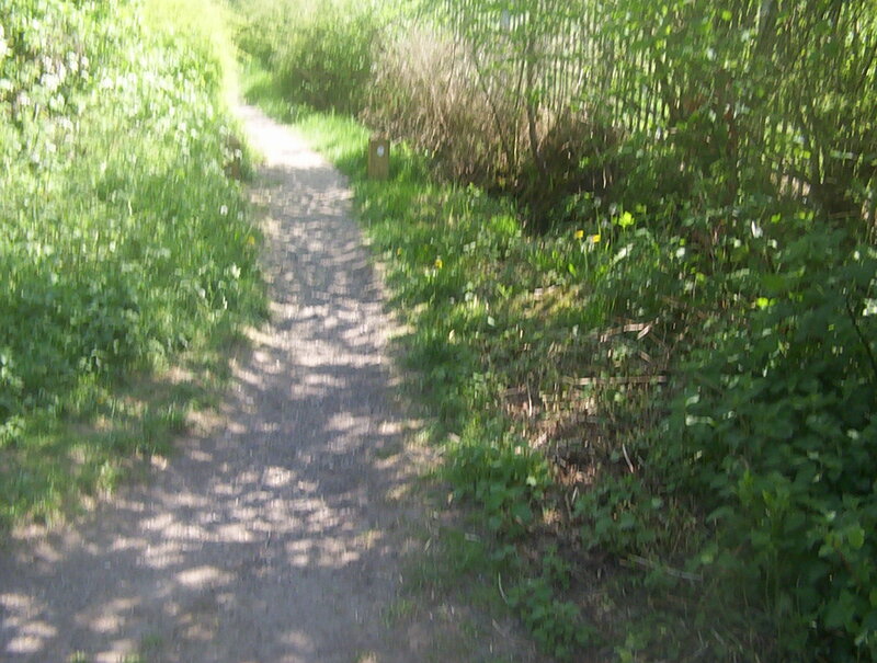 Gravel Path in Forest — Green, Serene, Afternoon, Photograph, Trees, Grass, Shadows