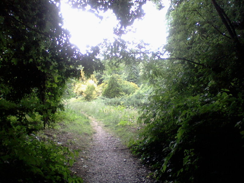 Gravel Path in Forest — Green, Serene, Afternoon, Photograph, Trees, Grass, Sunlight