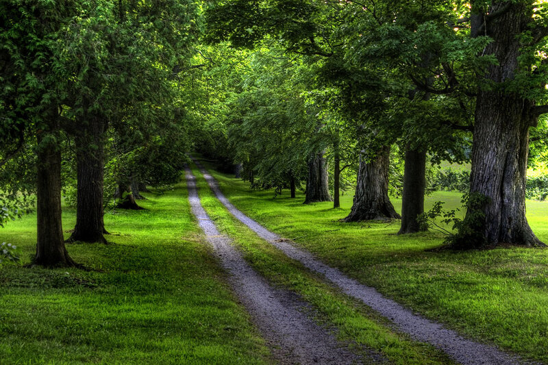 Gravel Path in Forest — Green, Serene, Afternoon, Photograph, Trees, Grass