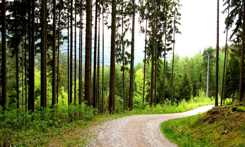 Gravel Path in Forest — Green, Serene, Afternoon, Photograph, Trees, Greenery