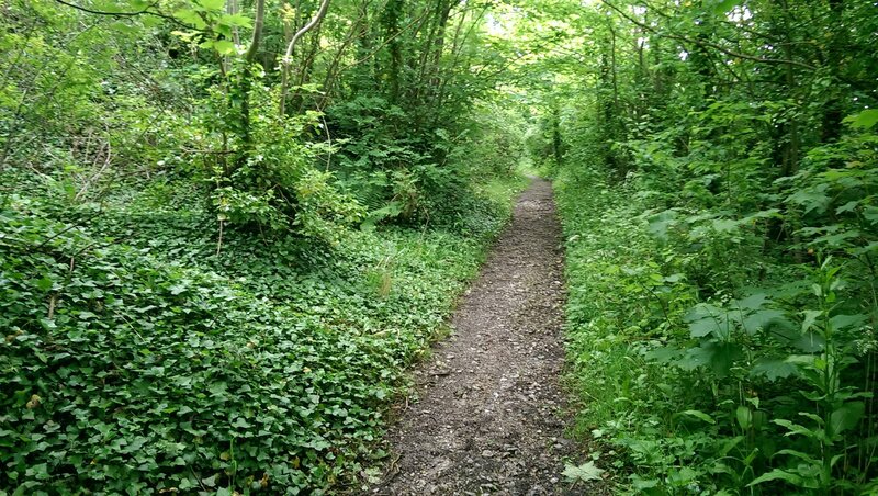 Gravel Path in Forest — Green, Serene, Afternoon, Photograph, Trees, Ivy