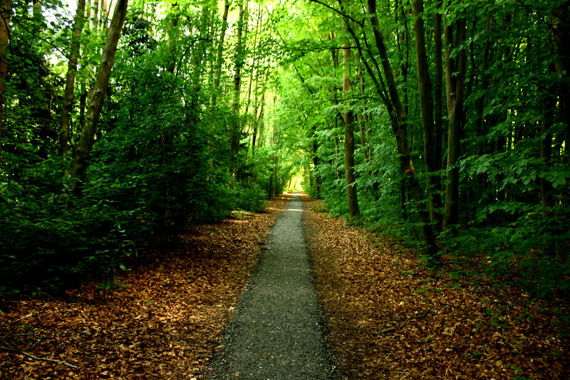 Gravel Path in Forest — Green, Serene, Afternoon, Photograph, Trees, Leaves