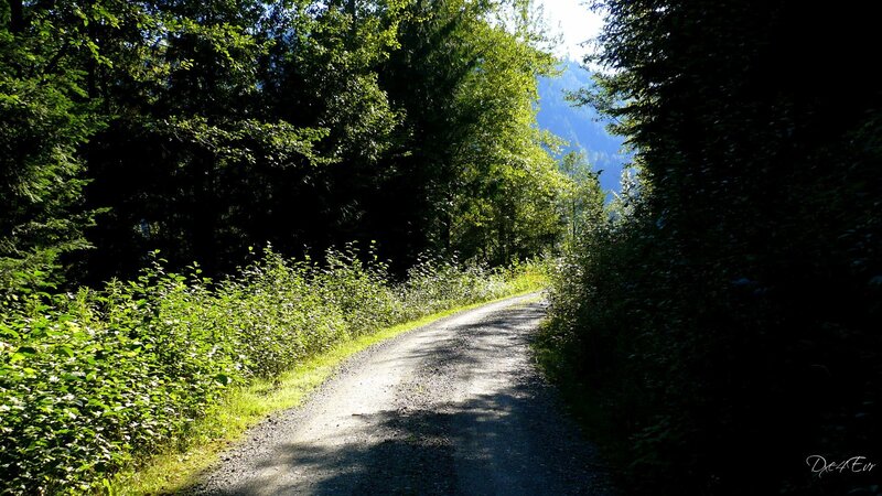 Gravel Path in Forest — Green, Serene, Afternoon, Photograph, Trees, Mountain