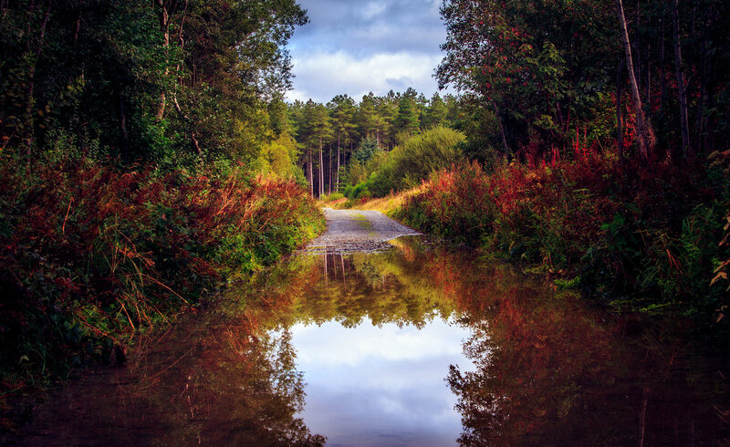 Gravel Path in Forest — Green, Serene, Afternoon, Photograph, Trees, Puddle