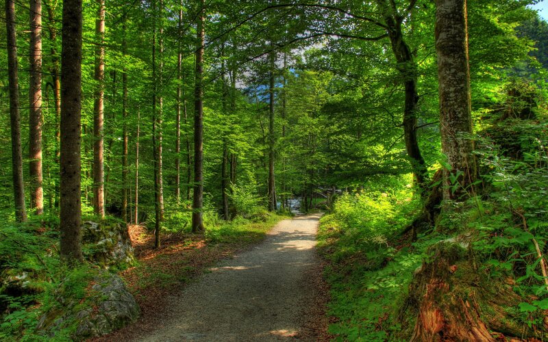 Gravel Path in Forest — Green, Serene, Afternoon, Photograph, Trees, Stream