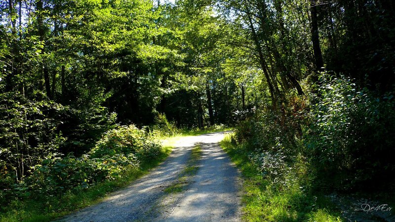 Gravel Path in Forest — Green, Serene, Afternoon, Photograph, Trees, Sunlight, Grass