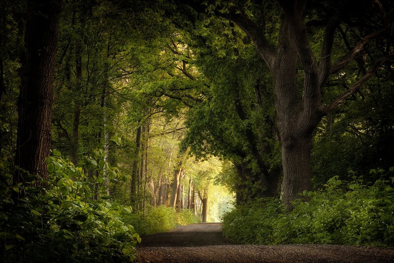 Gravel Path in Forest — Green, Serene, Afternoon, Photograph, Trees, Sunlight