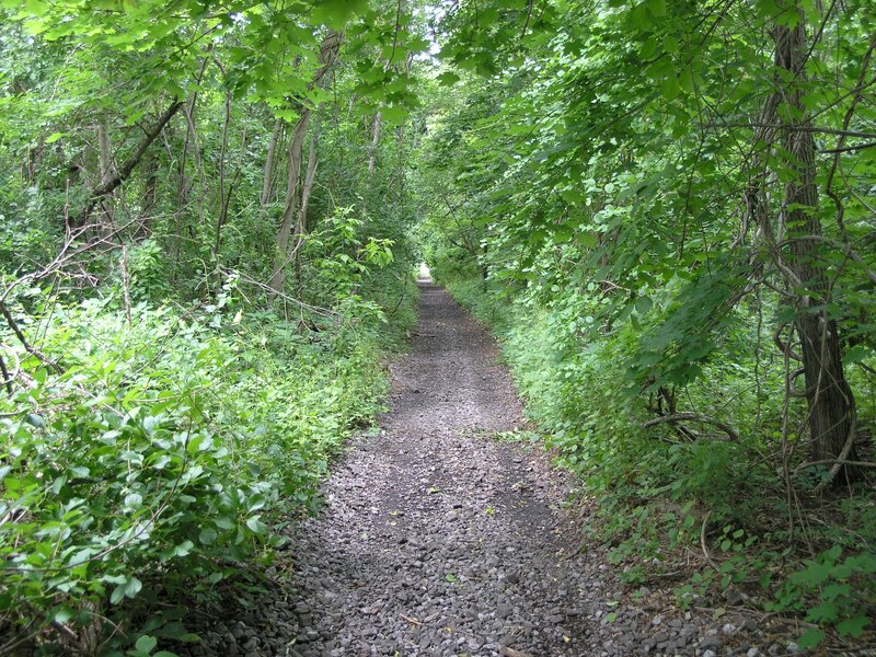 Gravel Path in Forest — Green, Serene, Afternoon, Photograph, Trees