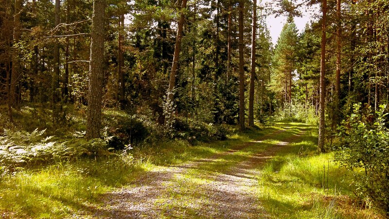 Gravel Path in Forest — Green, Serene, Afternoon