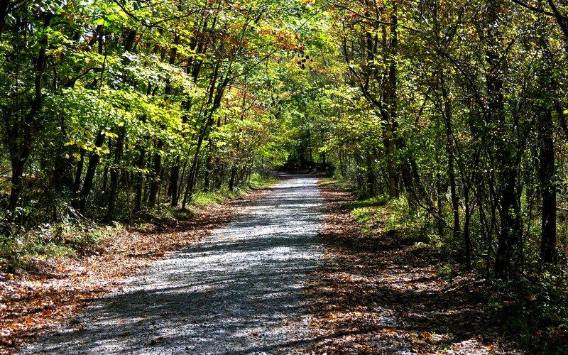 Gravel Path in Forest — Green, Serene, Autumn, Photograph
