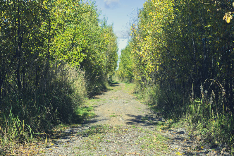 Gravel Path in Forest — Green, Serene, Autumn, Photograph, Trees, Grass