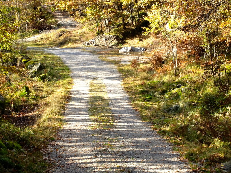 Gravel Path in Forest — Green, Serene, Autumn, Photograph, Trees