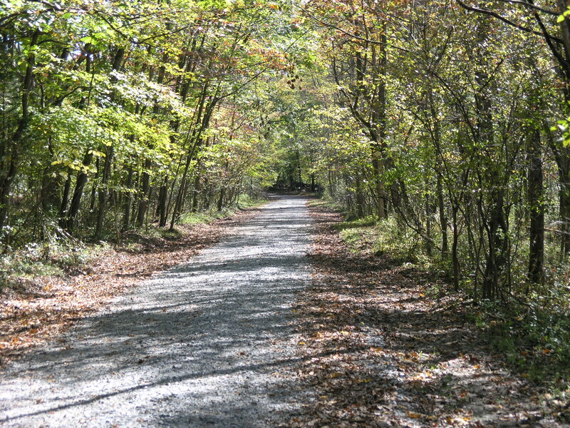 Gravel Path in Forest — Green, Serene, Autumn