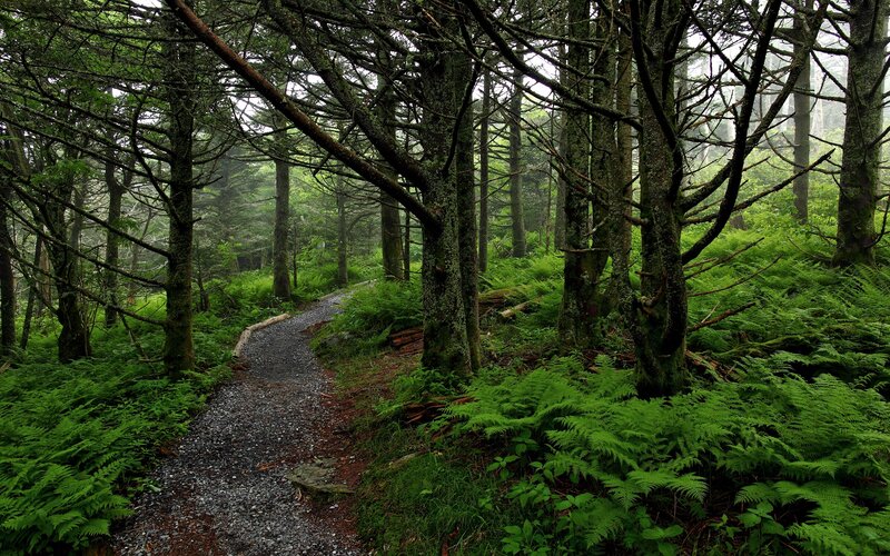 Gravel Path in Forest — Green, Serene, Morning, Photograph