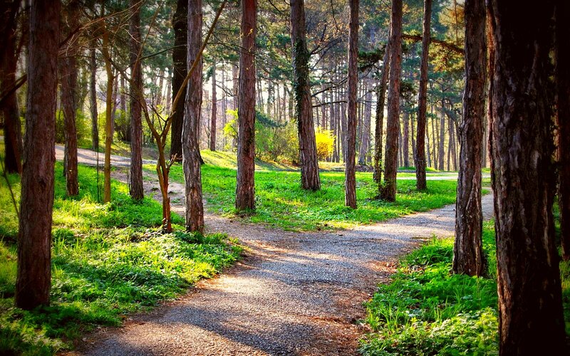 Gravel Path in Forest — Green, Serene, Morning, Photograph, Trees, Grass