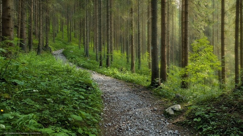 Gravel Path in Forest — Green, Serene, Morning, Photograph, Trees, Plants