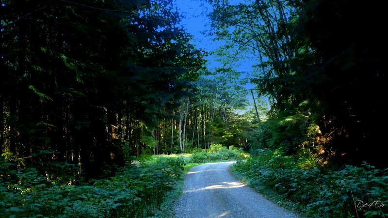 Gravel Path in Forest — Green, Serene, Morning, Photograph, Trees, Sky