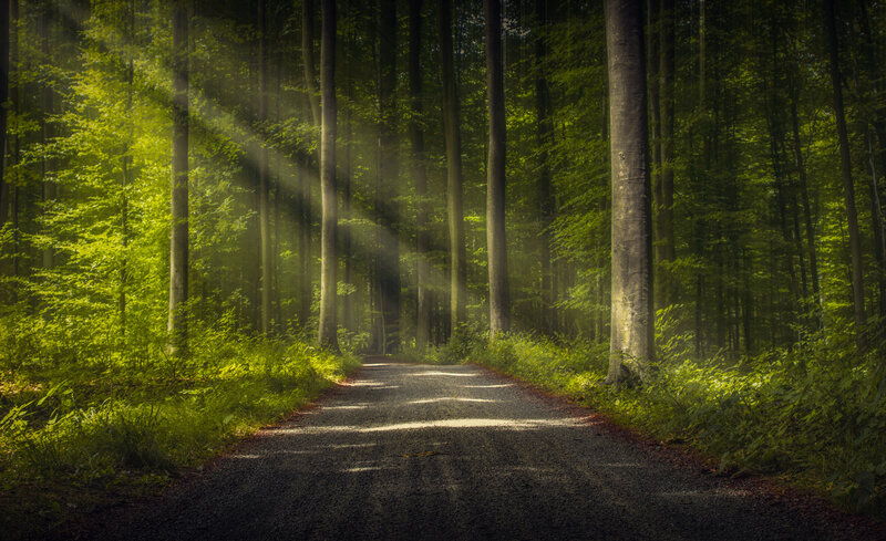 Gravel Path in Forest — Green, Serene, Morning, Photograph, Trees, Sunlight