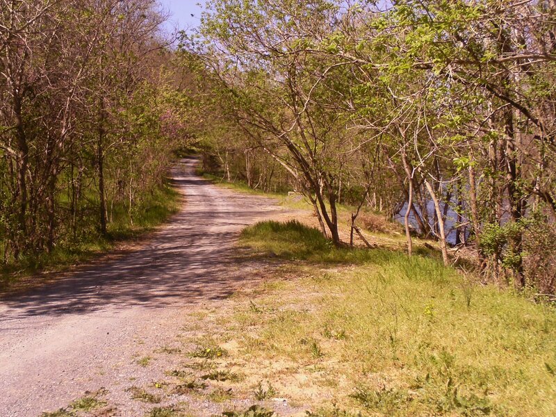 Gravel Path in Forest — Green, Serene, Spring, Photograph