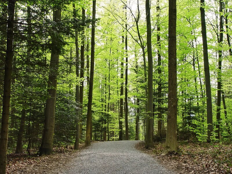 Gravel Path in Forest — Green, Serene, Spring, Photograph, Trees, Leaves, Brown, Gray