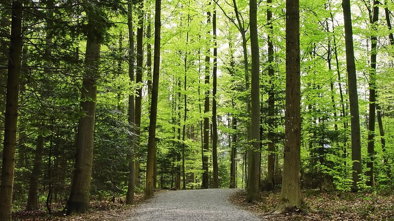 Gravel Path in Forest — Green, Serene, Spring, Photograph, Trees, Leaves, Brown