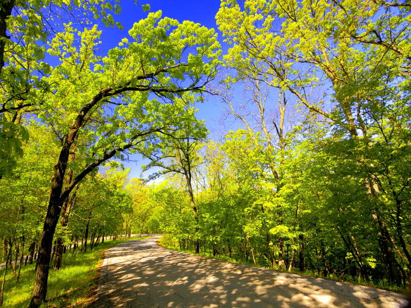 Gravel Path in Forest — Green, Serene, Spring, Photograph, Trees