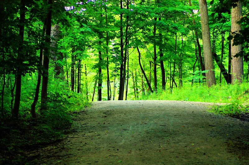 Gravel Path in Forest — Green, Serene, Summer
