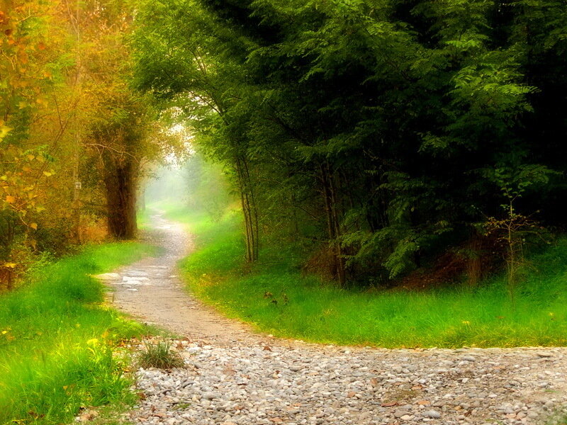 Gravel Path in Forest — Green, Serene