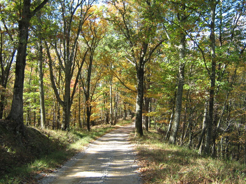 Gravel Path in Forest — Green