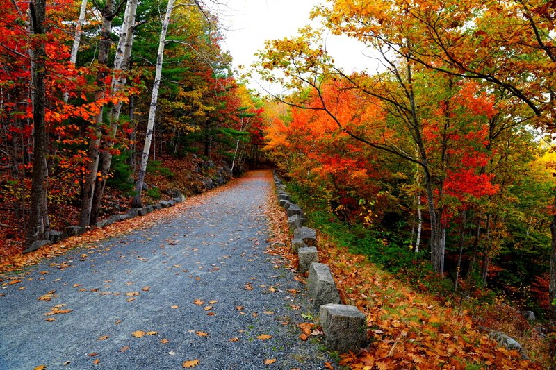 Gravel Path in Forest — Orange, Serene