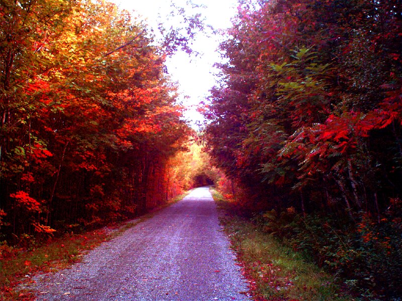 Gravel Path in Forest — Red