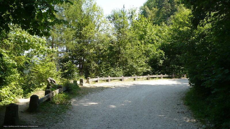 gravel path in forest