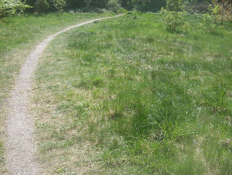 Gravel Path in Grass