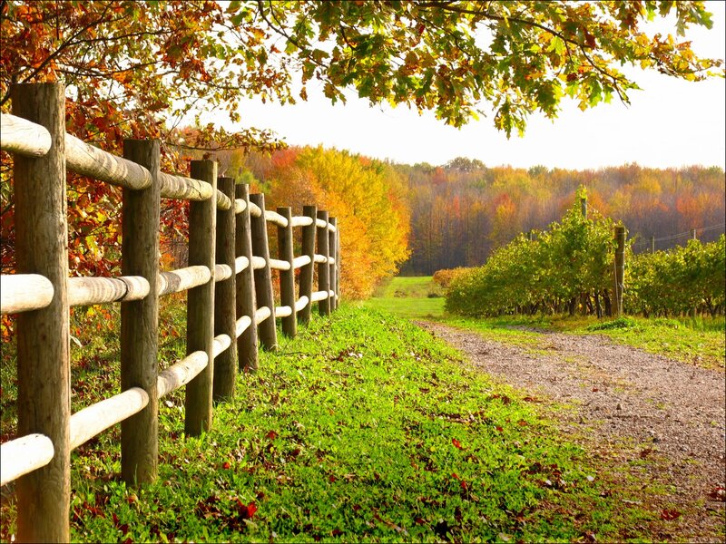 Gravel Path in Vineyard